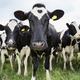 Image for article titled Wireless Networks of Cows Will Keep Gas Under Control